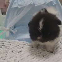 Pani, a male Pomeranian for sale in Lehigh Acres, FL – Photo 4 of 6