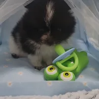 Pani, a male Pomeranian for sale in Lehigh Acres, FL – Photo 6 of 6