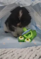 Pani, a male Pomeranian for sale in Lehigh Acres, FL – Photo 6 of 6