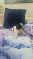 Imperial Bambam, a male Shih Tzu for sale in Fort Myers, FL – 4 of 8