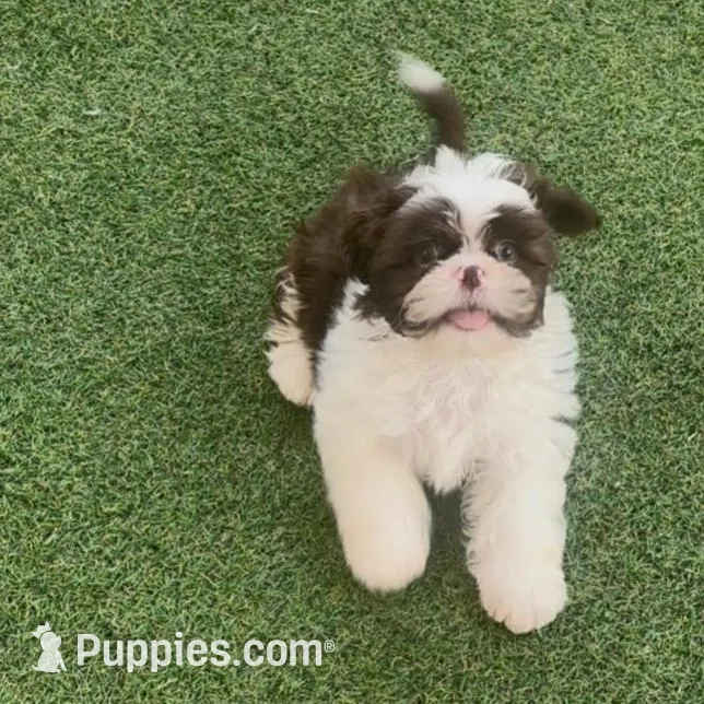 Choco Chip, a male Shih Tzu for sale in Lehigh Acres, FL – Photo 2 of 6