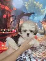Imperial Prince Dudu, a male Shih Tzu for sale in Fort Myers, FL – 7 of 9