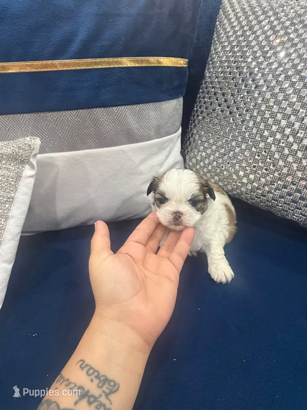 Imperial Prince Dudu – Shih Tzu puppy for sale in Fort Myers, FL