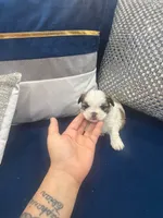 Imperial Prince Dudu, a male Shih Tzu for sale in Fort Myers, FL – 1 of 5