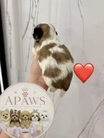 Imperial Bombom, a male Shih Tzu for sale in Fort Myers, FL – 2 of 4