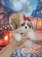 Imperial Princess Nunu, a female Shih Tzu for sale in Fort Myers, FL – 6 of 7