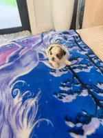 Imperial Prince Dudu, a male Shih Tzu for sale in Fort Myers, FL – 2 of 5