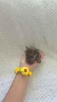 Prince Shunshine, a male Yorkshire Terrier for sale in Fort Myers, FL – 8 of 9