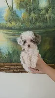 Bluey, a male Poodle - Toy  for sale in Fort Myers, FL – 5 of 6