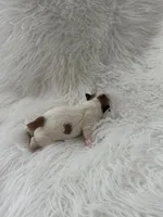 Imperial Princess BuBu , a female Shih Tzu for sale in Fort Myers, FL – 2 of 3