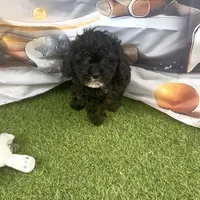 Coco, a male Poodle - Toy  for sale in Lehigh Acres, FL – Photo 6 of 7