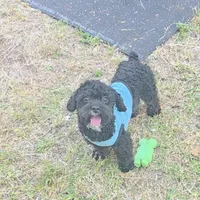 Coco, a male Poodle - Toy  for sale in Lehigh Acres, FL – Photo 1 of 7