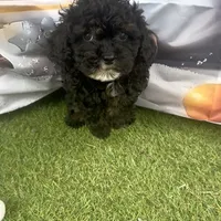 Coco, a male Poodle - Toy  for sale in Lehigh Acres, FL – Photo 7 of 7