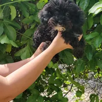 Coco, a male Poodle - Toy  for sale in Lehigh Acres, FL – Photo 3 of 7