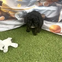 Coco, a male Poodle - Toy  for sale in Lehigh Acres, FL – Photo 5 of 7