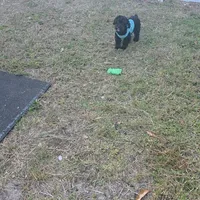 Coco, a male Poodle - Toy  for sale in Lehigh Acres, FL – Photo 2 of 7