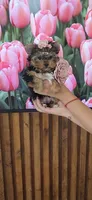 Lili-Rose Little Star, a female Yorkshire Terrier for sale in Fort Myers, FL – 9 of 10