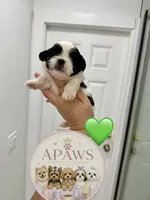Imperial Bambam, a male Shih Tzu for sale in Fort Myers, FL – 1 of 4