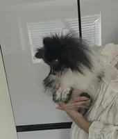Pan Bebé, a male Pomeranian for sale in Fort Myers, FL – 3 of 6