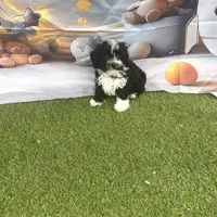 Leo, a male Poodle - Toy  for sale in Lehigh Acres, FL – Photo 4 of 10