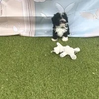 Leo, a male Poodle - Toy  for sale in Lehigh Acres, FL – Photo 5 of 10