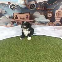 Leo, a male Poodle - Toy  for sale in Lehigh Acres, FL – Photo 8 of 10