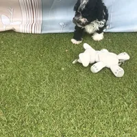 Leo, a male Poodle - Toy  for sale in Lehigh Acres, FL – Photo 7 of 10