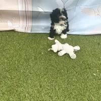 Leo, a male Poodle - Toy  for sale in Lehigh Acres, FL – Photo 3 of 10