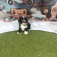 Leo, a male Poodle - Toy  for sale in Lehigh Acres, FL – Photo 1 of 10