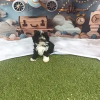 Leo, a male Poodle - Toy  for sale in Lehigh Acres, FL – Photo 6 of 10