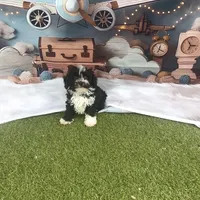 Leo, a male Poodle - Toy  for sale in Lehigh Acres, FL – Photo 2 of 10