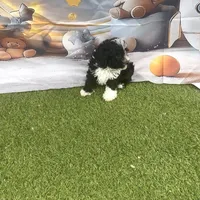 Leo, a male Poodle - Toy  for sale in Lehigh Acres, FL – Photo 10 of 10