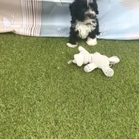 Leo, a male Poodle - Toy  for sale in Lehigh Acres, FL – Photo 9 of 10