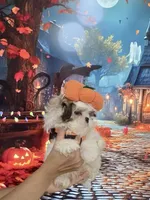 Imperial Prince Dudu, a male Shih Tzu for sale in Fort Myers, FL – 4 of 9