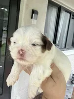 Imperial Princess BuBu , a female Shih Tzu for sale in Fort Myers, FL – 4 of 7