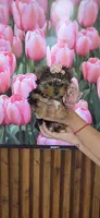 Lili-Rose Little Star, a female Yorkshire Terrier for sale in Fort Myers, FL – 5 of 10