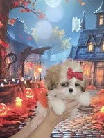 Imperial Princess Nunu, a female Shih Tzu for sale in Fort Myers, FL – 5 of 7