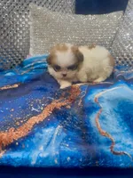 Imperial Princess Nunu, a female Shih Tzu for sale in Fort Myers, FL – 6 of 6