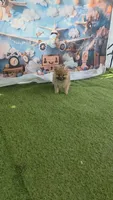 CKC Toto chan, a male Pomeranian for sale in Fort Myers, FL – 3 of 3
