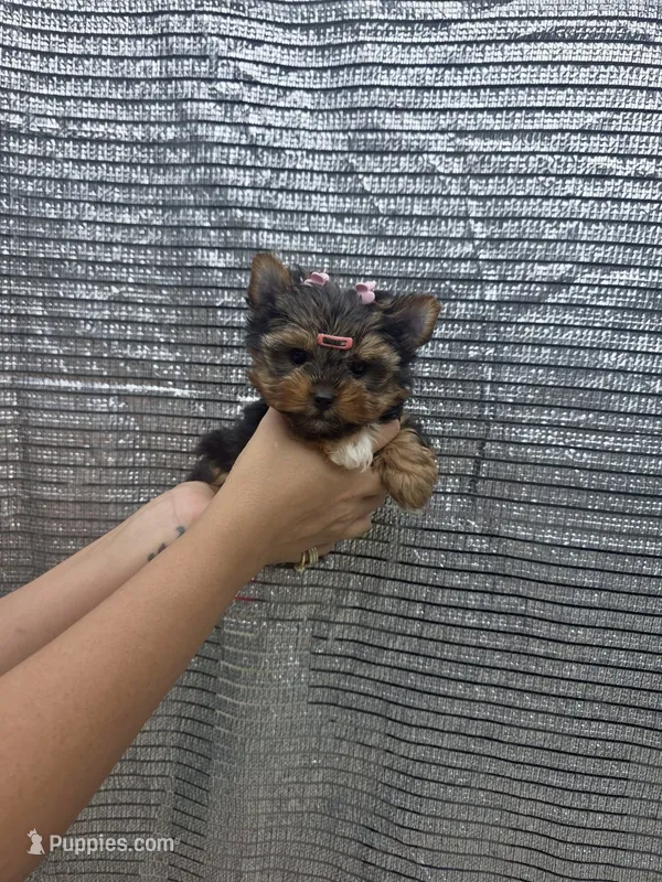 Lili-Rose Little Star – Yorkshire Terrier puppy for sale in Fort Myers, FL