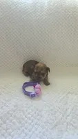Princes Goldie, a female Yorkshire Terrier for sale in Fort Myers, FL – 5 of 6