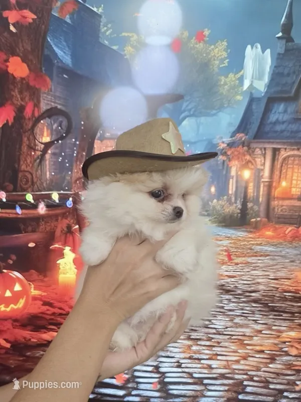 Buba King – Pomeranian puppy for sale in Fort Myers, FL
