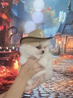 Buba King, a male Pomeranian for sale in Fort Myers, FL – 1 of 7