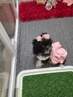 Lola, a female Shih Tzu for sale in Fort Myers, FL – 2 of 8