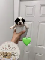 Imperial Bambam, a male Shih Tzu for sale in Fort Myers, FL – 4 of 4