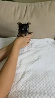 Teacup Molly, a female Yorkshire Terrier for sale in Fort Myers, FL – 4 of 6
