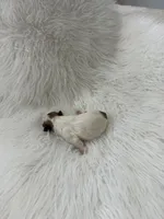 Imperial Princess BuBu , a female Shih Tzu for sale in Fort Myers, FL – 3 of 3