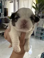 Bubba, a male Shih Tzu for sale in Fort Myers, FL – 4 of 6