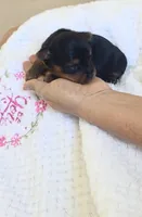 Lolita, a female Yorkshire Terrier for sale in Fort Myers, FL – 8 of 10