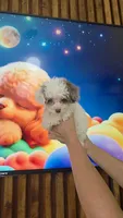 Bluey, a male Poodle - Toy  for sale in Fort Myers, FL – 3 of 6